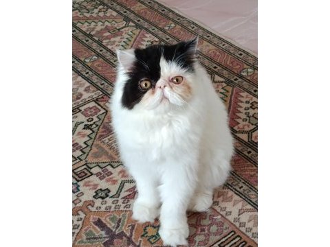 Persian dişi 8 aylık