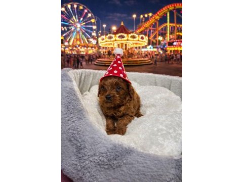Toy poodle dişi ve erkek yavrumuz