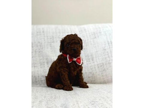 Toy poodle yavrularımız