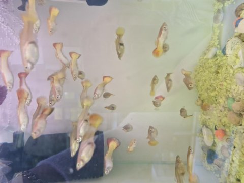 Sanset lepistes damızlıklar hepsi hamile