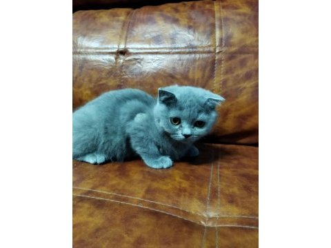 Muhteşem güzellikte british shorthair yavrularımız