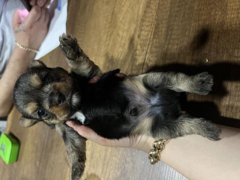 Orjinal yorkshire terrier bebekler
