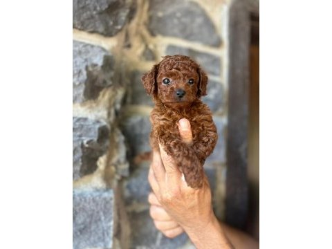 Brownie toy poodlecıklar