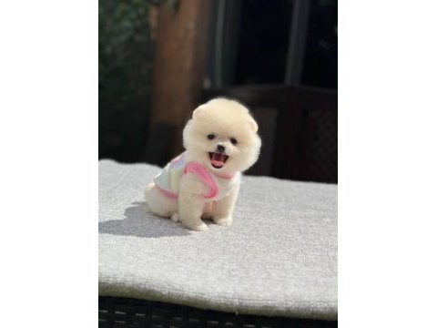 Orjinal pomeranian no yavrumuz lülü