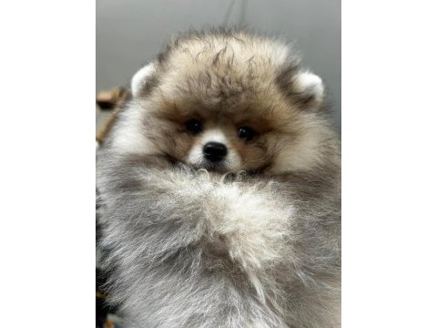 3.5 aylık dişi pomeranian köpeğimiz