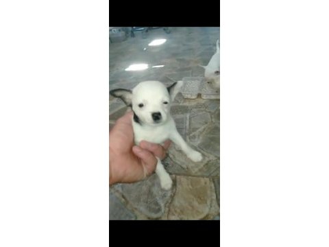 Irk ve sağlık garantili chihuahua yavrular