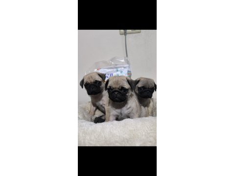 A kalite mini boy sıfır burun pug mops yavrular