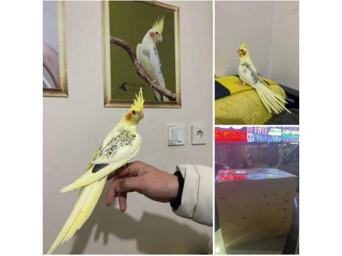 Yavru sultan papağanı