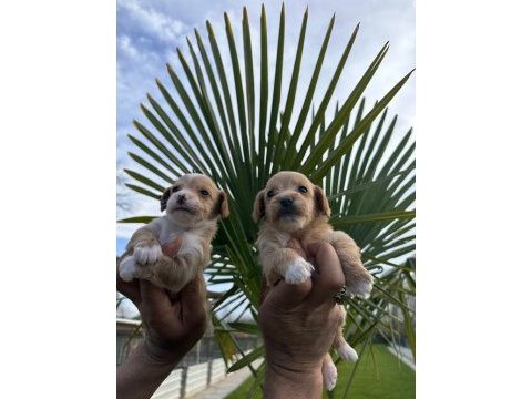 Toy poodle yavrular