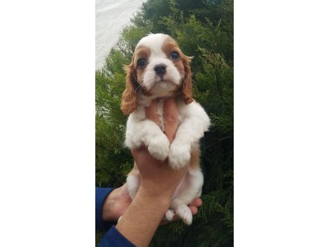 Orjinal cavalier king charles yavrularımız