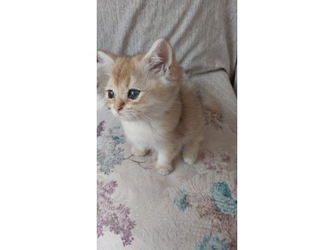 British shorthair golden ny12 ny11