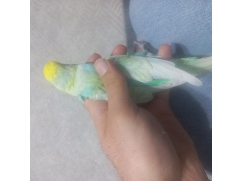 2 adet renk güzeli muhabbet kuşu