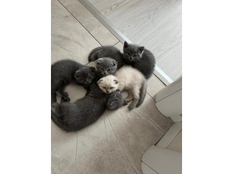 Scottish fold yavrularımız sahiplendirilecektir