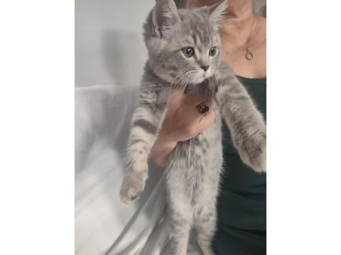British shorthair erkek 28 nisan doğumlu