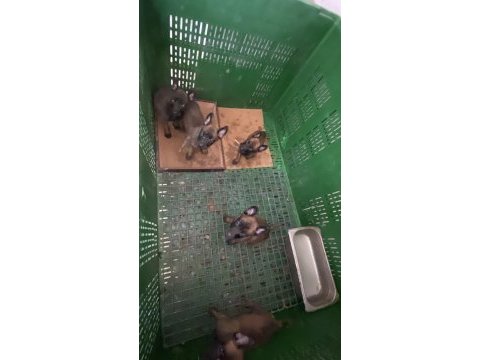 Pirana arayanlara fırsat belçika kurdu