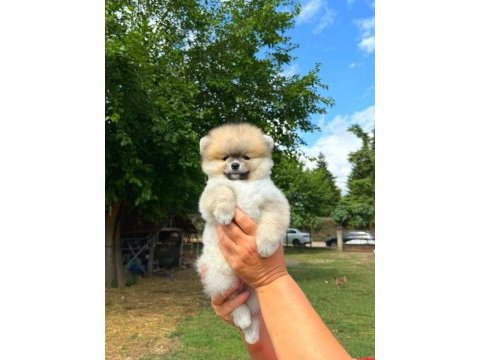 Yavru pomeranian boolarımız