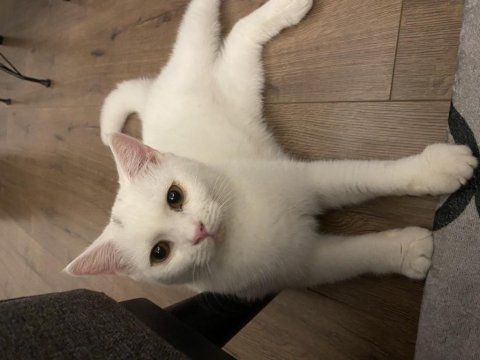 2 aylık british shorthair yavrular yuvalarını bekliyor