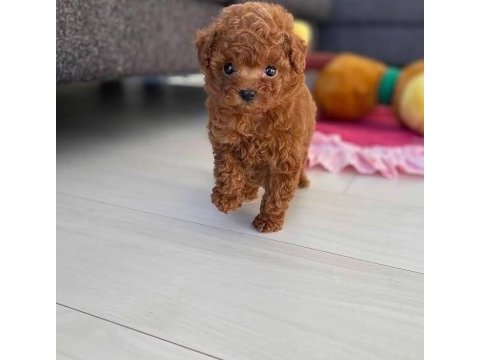 Toy poodle orjinal yavrular için arayabilirsiniz