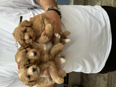 Orijinal sağlıklı aşılı maltipoo