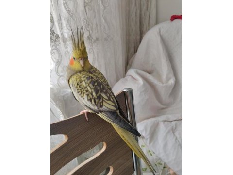 Üremeye hazır çift sultan papağanı