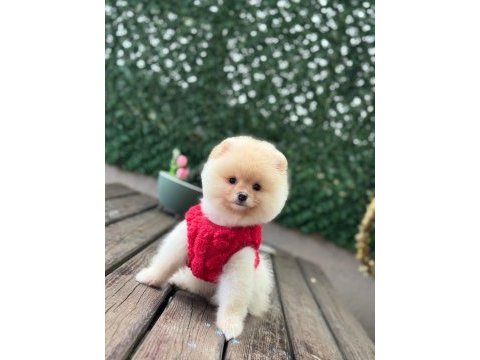 Pamuk şekeri pomeranian boo