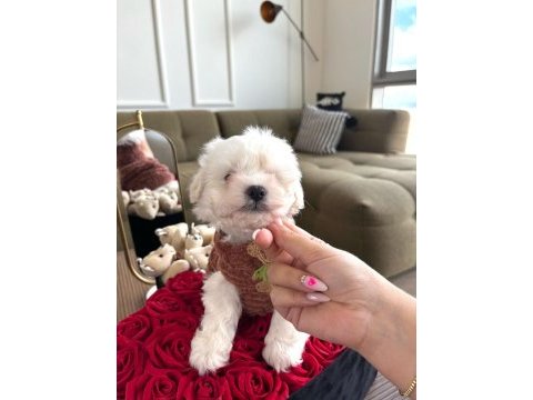 0 numara maltese köpekler