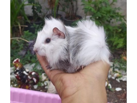 Erkek uzun tüy yavru guinea pigler
