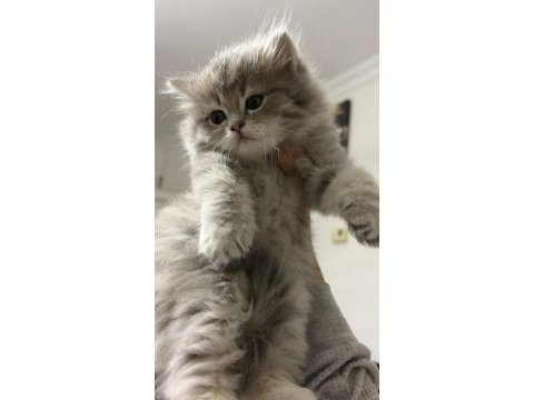 Yavru british longhair