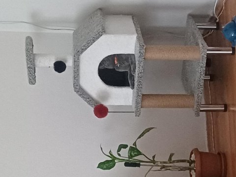7 aylık british shorthair