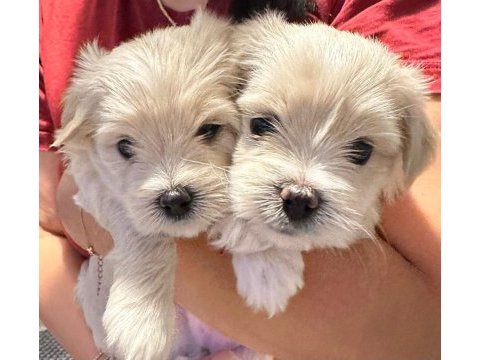 Orjinal maltese terrier bebekleri