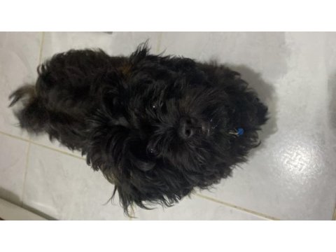 Uygun 3,5 aylık maltipoo