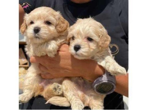 Ankarada wc eğitimli maltipoo yavrularımız
