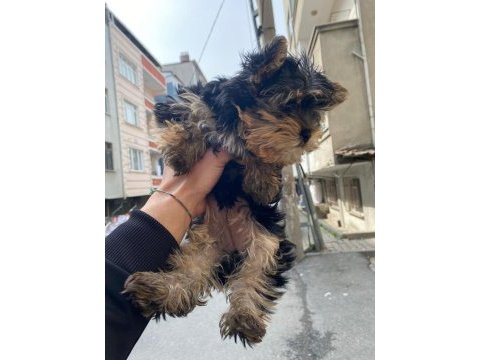 1.5 aylık yorkshire şila yeni yuvasını arıyor