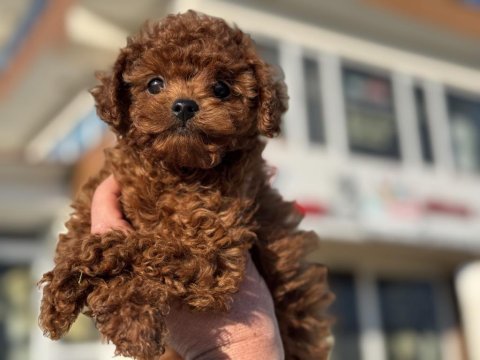 Dark brown kore toy poodle yavrularımızı canlı görün