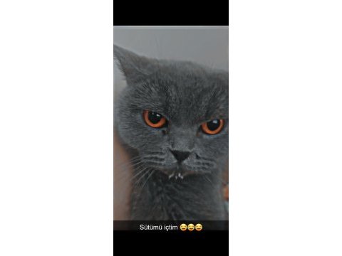 Makul british shorthair sahiplendirme