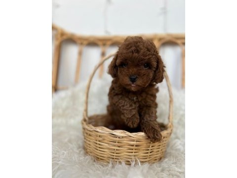 Toy poodle bebekler