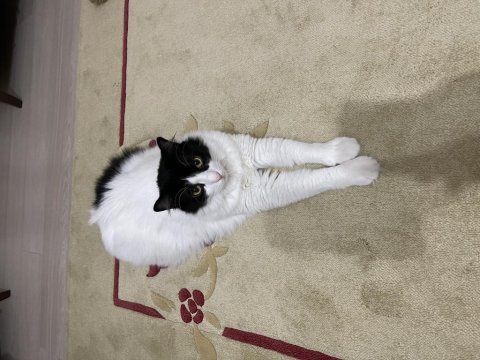 Ankara kedisi kırması