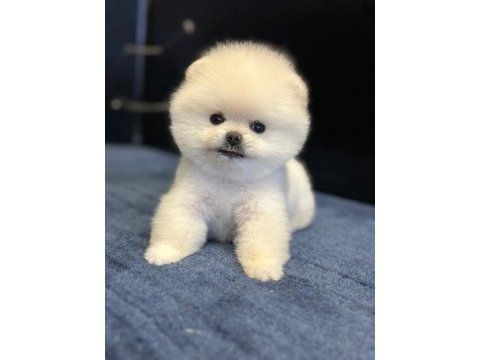 Teddy surat pomeranian boo yavrular