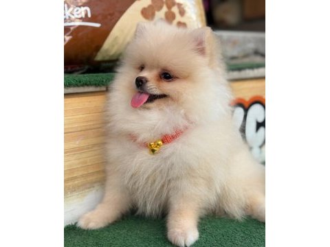 Premium pomeranian boo