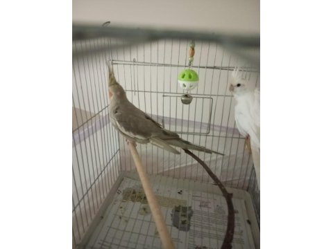 Uygun sultan papağanı albino grey