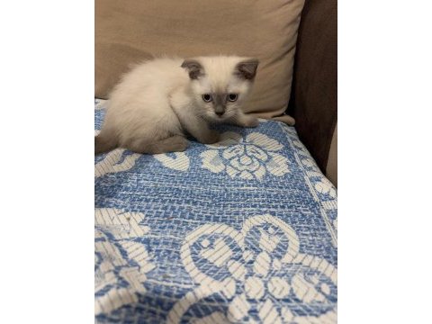 Scottish fold blue point bebekler