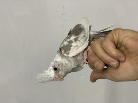 Sultan papağanı yem kırmasına bir hafta var