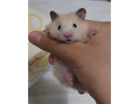 Saf teddy yavru hamster (açıklama)