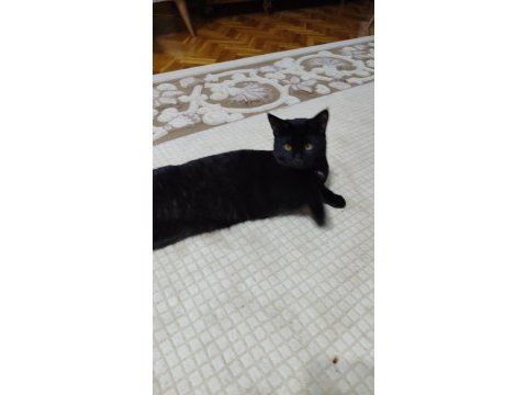 Çocuğumun alerjisinden dolayı sahiplendiriyorum