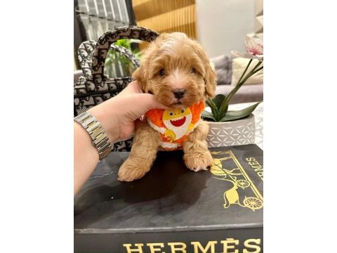 Maltipoo 4 aylık aşılı kimlikli evinizin neşesi