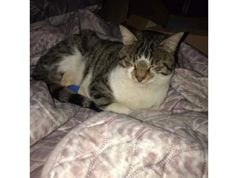 Depremzede engelli kahraman kedi