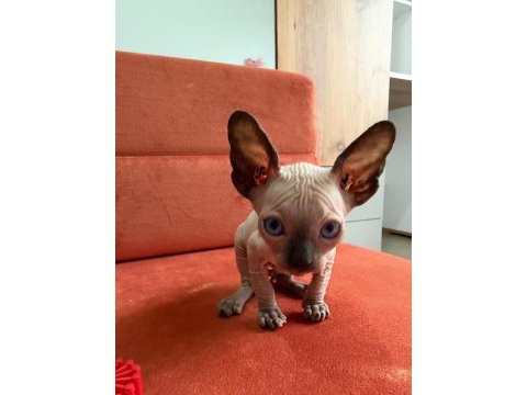 Nadir sphynx
