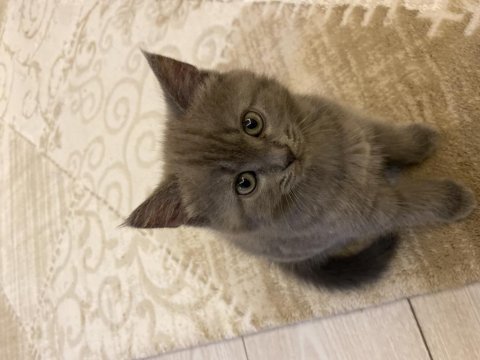 British longhair