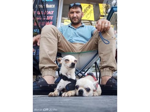 Eşleme açık elma kafa erkek sakarya chihuahua
