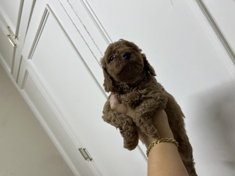 Sevecen tatlı poodle bebişler